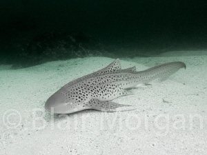 Leopard Shark - Julian Rocks, Byron Bay, NSW, Australia by Blair Morgan 